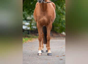 Poney de selle belge, Jument, 5 Ans, Alezan