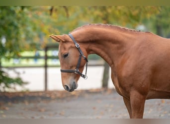 Poney de selle belge, Jument, 5 Ans, Alezan