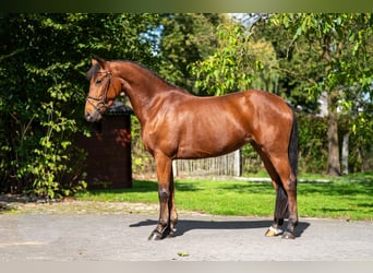 Poney de selle belge, Jument, 6 Ans, 149 cm, Bai