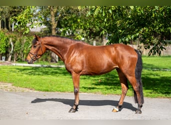 Poney de selle belge, Jument, 6 Ans, 149 cm, Bai