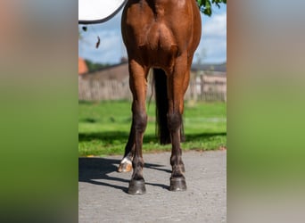 Poney de selle belge, Jument, 6 Ans, 149 cm, Bai