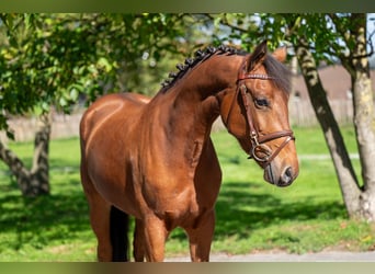 Poney de selle belge, Jument, 6 Ans, 149 cm, Bai