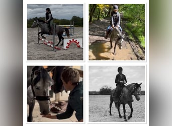 Poney de selle belge, Jument, 7 Ans, 143 cm, Gris pommelé