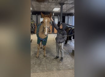 Poney de selle belge, Jument, 7 Ans, 144 cm, Alezan