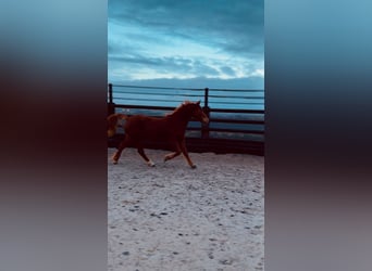 Poney de selle belge, Jument, 7 Ans, 145 cm, Alezan