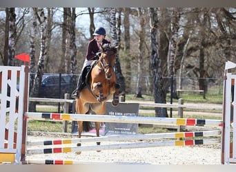 Poney de selle belge, Jument, 7 Ans, 148 cm, Bai