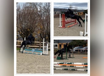 Poney de selle belge, Jument, 7 Ans, 148 cm, Noir