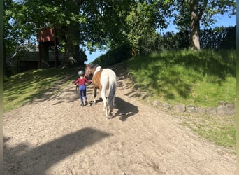 Poney de selle belge, Jument, 8 Ans, 144 cm, Pinto