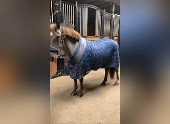 Poney de selle belge, Jument, 8 Ans, 145 cm, Bai