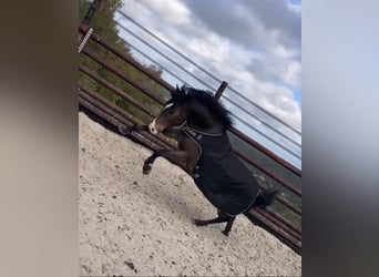 Poney de selle belge, Jument, 8 Ans, 145 cm, Bai