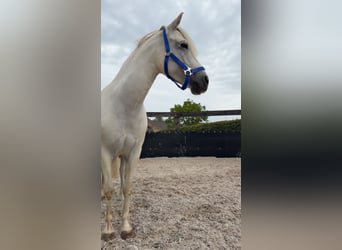 Poney de selle belge, Jument, 9 Ans, 130 cm, Gris