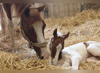 Poney de selle belge, Jument, Poulain (01/2026), 148 cm, Tobiano-toutes couleurs