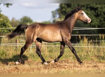 Poney de selle polonais, Étalon, 1 Année, 140 cm, Buckskin