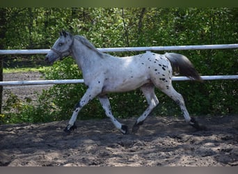 Poney de selle polonais, Étalon, 1 Année, 150 cm, Léopard