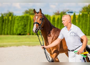 Poney de selle polonais, Étalon, 3 Ans, 145 cm, Bai