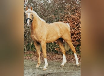 Poney de selle polonais, Étalon, 3 Ans, 167 cm, Palomino