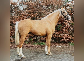 Poney de selle polonais, Étalon, 3 Ans, 167 cm, Palomino