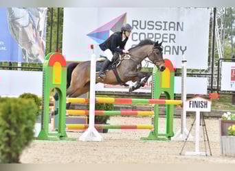 Poney de selle polonais, Hongre, 15 Ans, 147 cm, Bai brun