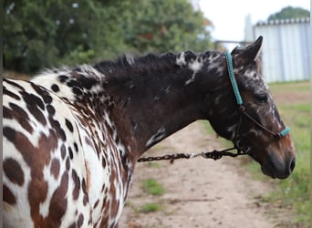 Poney de selle polonais, Hongre, 3 Ans, 147 cm, Léopard