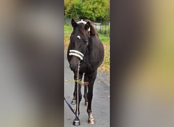 Poney de selle polonais, Hongre, 3 Ans, 155 cm, Bai brun
