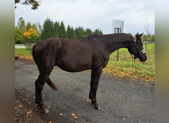 Poney de selle polonais, Hongre, 3 Ans, 155 cm, Bai brun