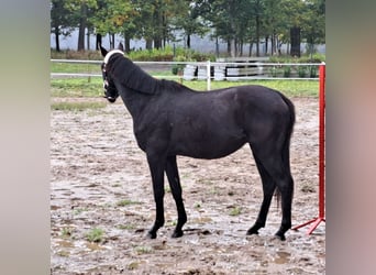 Poney de selle polonais, Hongre, 3 Ans, 155 cm, Bai brun