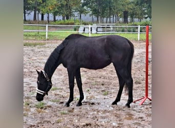 Poney de selle polonais, Hongre, 3 Ans, 155 cm, Bai brun