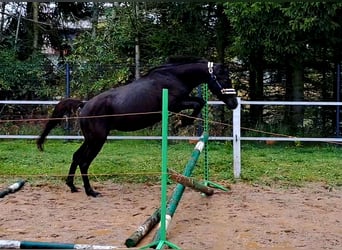 Poney de selle polonais, Hongre, 3 Ans, 155 cm, Bai brun