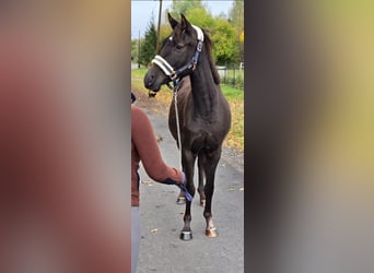Poney de selle polonais, Hongre, 3 Ans, 155 cm, Bai brun