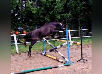 Poney de selle polonais, Hongre, 3 Ans, 155 cm, Bai brun