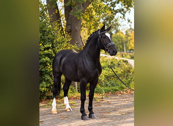 Poney de selle polonais, Hongre, 3 Ans, 169 cm, Noir
