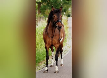 Poney de selle polonais, Hongre, 4 Ans, 145 cm, Isabelle