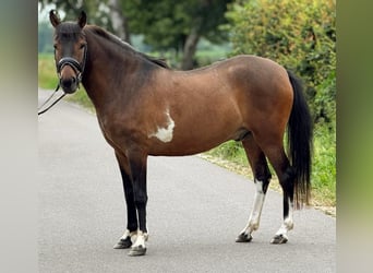 Poney de selle polonais, Hongre, 4 Ans, 145 cm, Isabelle