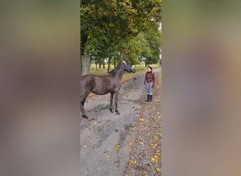 Poney de selle polonais Croisé, Hongre, 4 Ans, 152 cm, Bai brun foncé