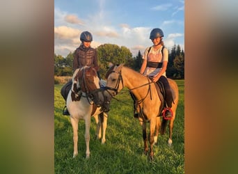 Poney de selle polonais, Hongre, 6 Ans, 144 cm, Isabelle