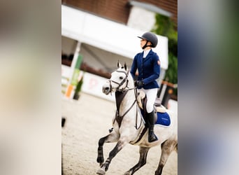 Poney de selle polonais, Hongre, 7 Ans, 139 cm, Gris