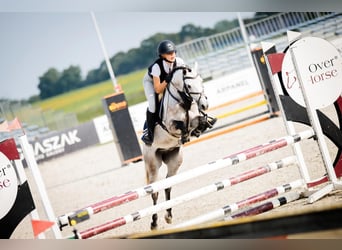 Poney de selle polonais, Hongre, 7 Ans, 139 cm, Gris