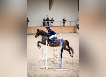 Poney de selle polonais, Hongre, 8 Ans, 138 cm, Bai brun foncé