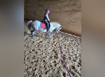 Poney de selle polonais, Hongre, 9 Ans, 123 cm, Gris pommelé