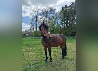 Poney de selle polonais Croisé, Jument, 10 Ans, 120 cm, Bai