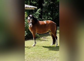 Poney de selle polonais, Jument, 10 Ans, 133 cm, Bai