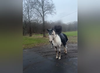 Poney de selle polonais, Jument, 10 Ans, 138 cm, Palomino