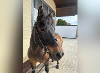 Poney de selle polonais, Jument, 10 Ans, 140 cm, Bai