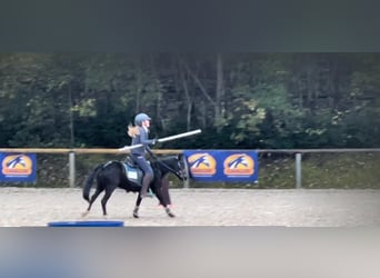 Poney de selle polonais, Jument, 11 Ans, 110 cm, Noir