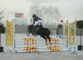 Poney de selle polonais, Jument, 11 Ans, 110 cm, Noir