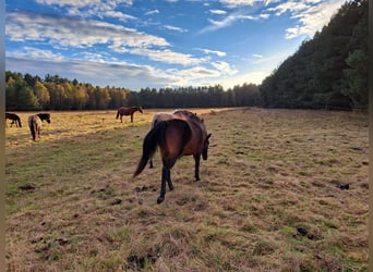 Poney de selle polonais Croisé, Jument, 12 Ans, 151 cm, Bai