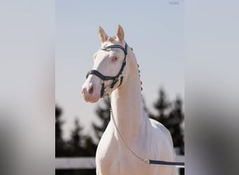 Poney de selle polonais Croisé, Jument, 12 Ans, 151 cm, Bai