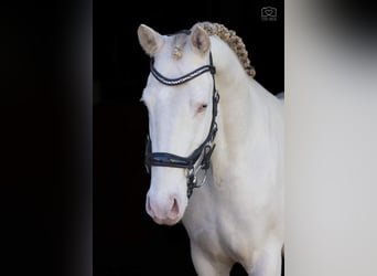 Poney de selle polonais Croisé, Jument, 12 Ans, 151 cm, Bai