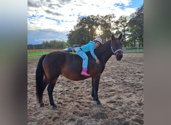 Poney de selle polonais Croisé, Jument, 12 Ans, 151 cm, Bai