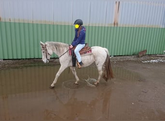 Poney de selle polonais, Jument, 13 Ans, 146 cm, Gris moucheté